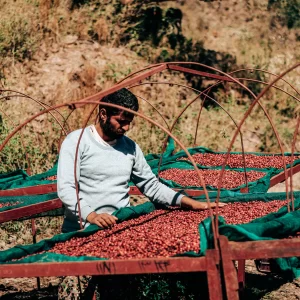 Yemen - Dead Good Decaf