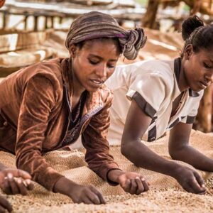 Ethiopia - Dead Good Decaf