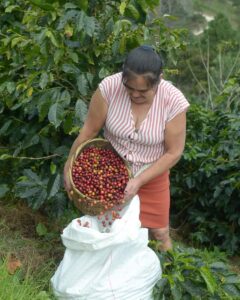 Honduras - Sensenti Valley