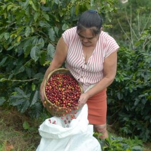 Honduras - Sensenti Valley
