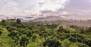 Colombia - Huila Excelso